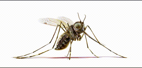 Animação do mosquito em computação gráfica