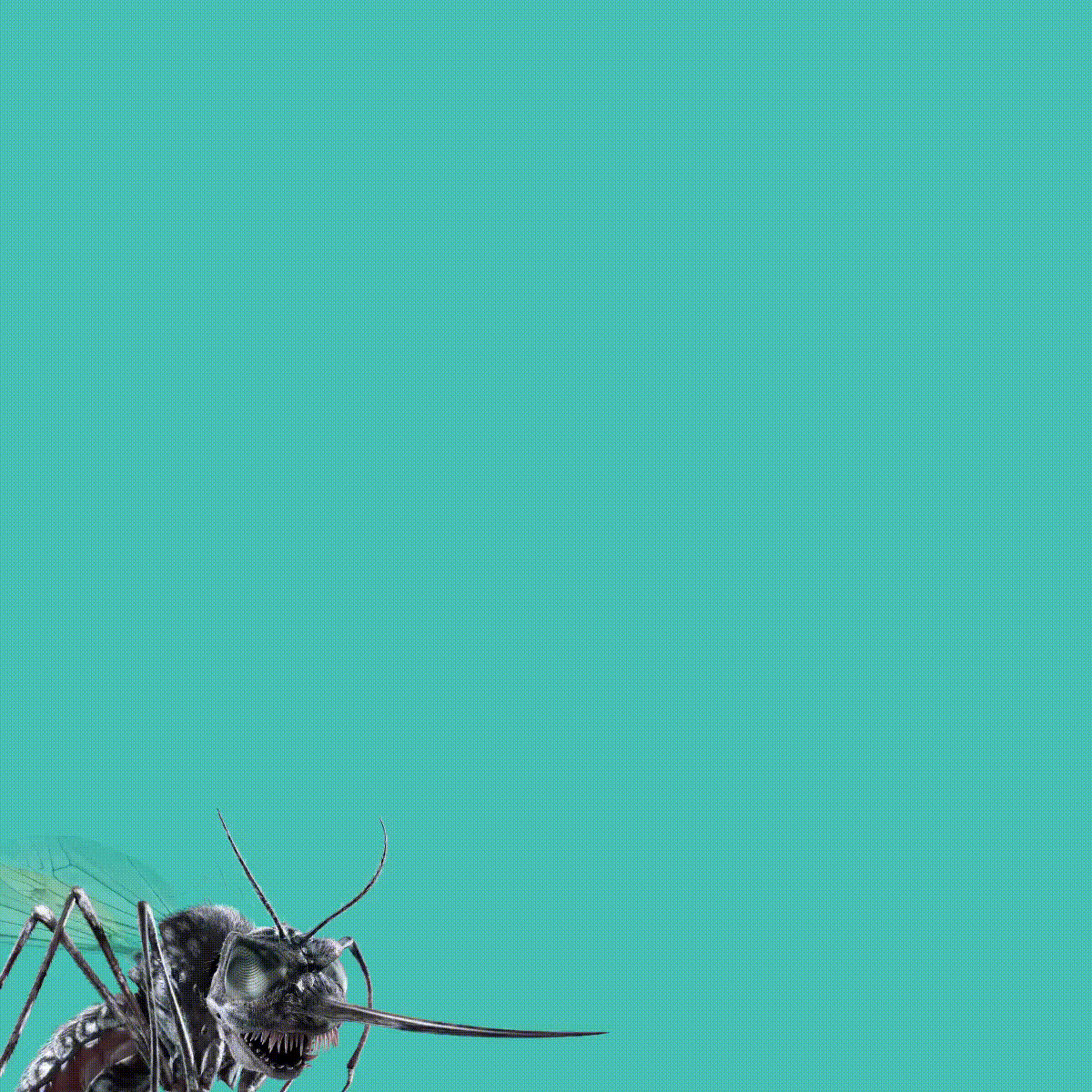 Post de Black Friday com o mosquito sobre fundo turquesa